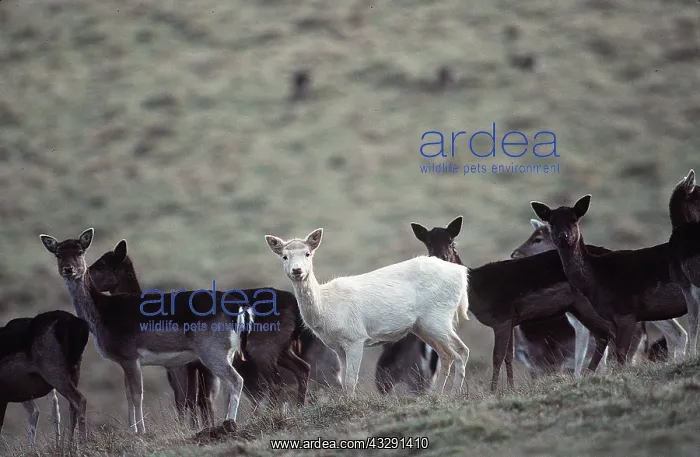 : FALLOW DEER - herd with single albino : FALLOW DEER - herd with single albino