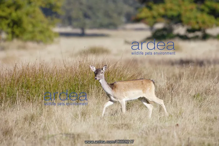 : Fallow Deer - hind on the move : Fallow Deer - hind on the move