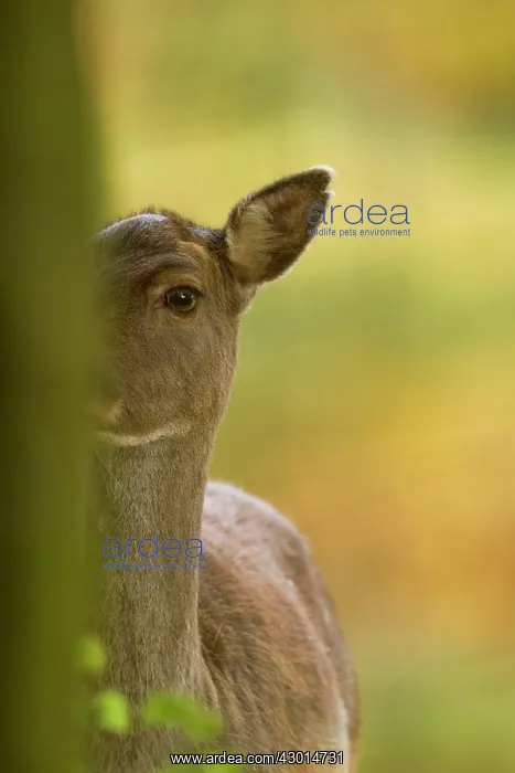 : Fallow Deer hind with face half hidden by tree Autumn : Fallow Deer hind with face half hidden by tree Autumn