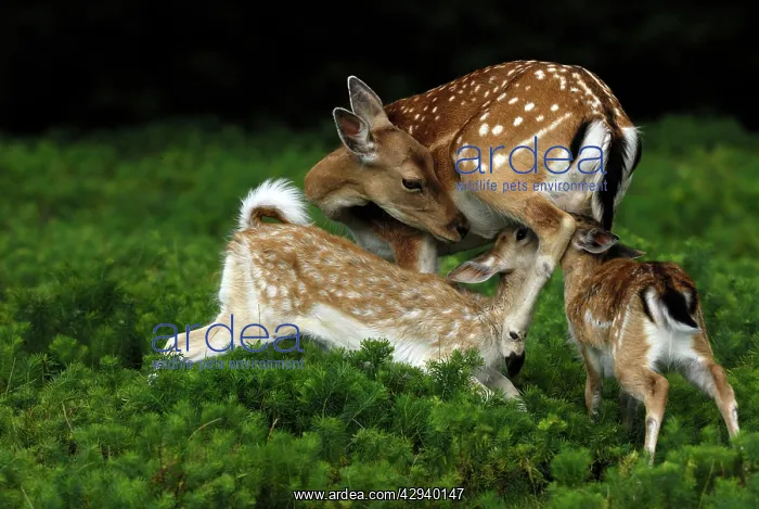 : Fallow Deer - hind nursing fawns : Fallow Deer - hind nursing fawns