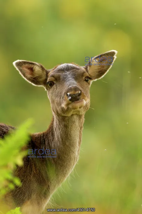  : Fallow Deer hind portrait Autumn