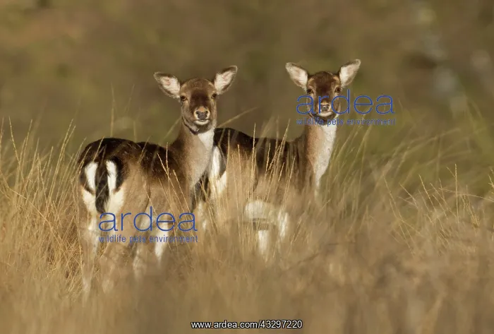 : Fallow Deer - in long grass - March : Fallow Deer - in long grass - March