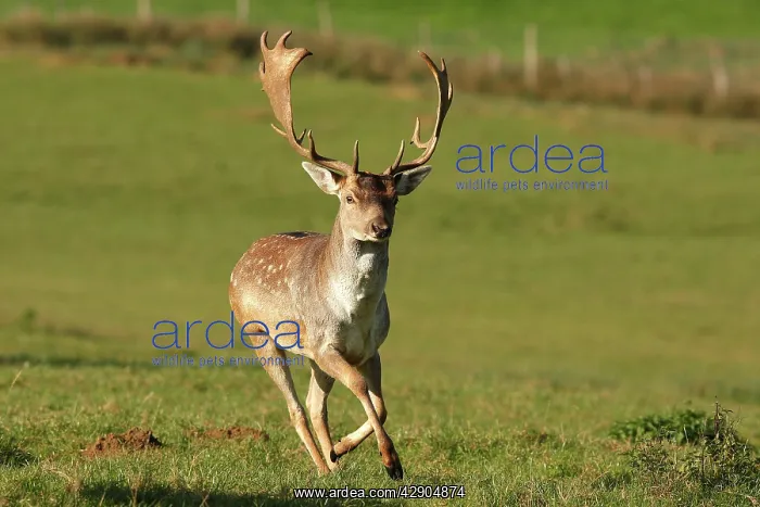 : Fallow deer - male : Fallow deer - male