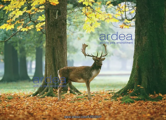 : Fallow Deer - Male : Fallow Deer - Male