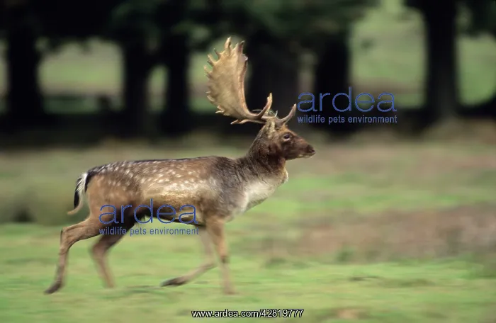 : Fallow Deer - Male running : Fallow Deer - Male running