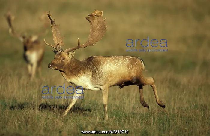 : Fallow Deer - male in rut : Fallow Deer - male in rut