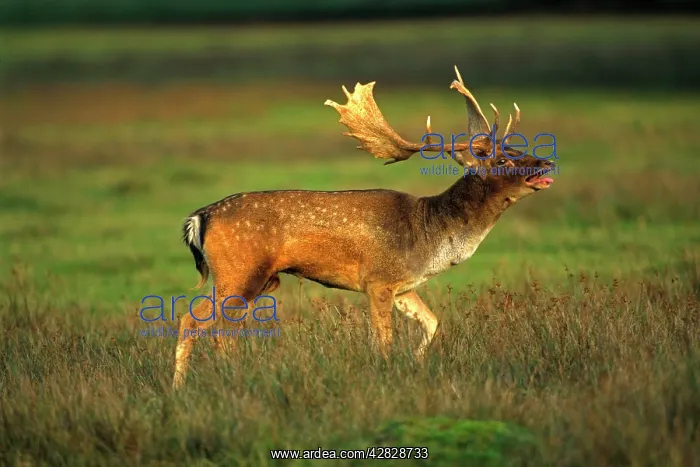 : Fallow Deer - Male in rut : Fallow Deer - Male in rut