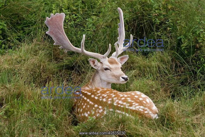 : Fallow Deer - male in velvet - resting in undergrowth : Fallow Deer - male in velvet - resting in undergrowth