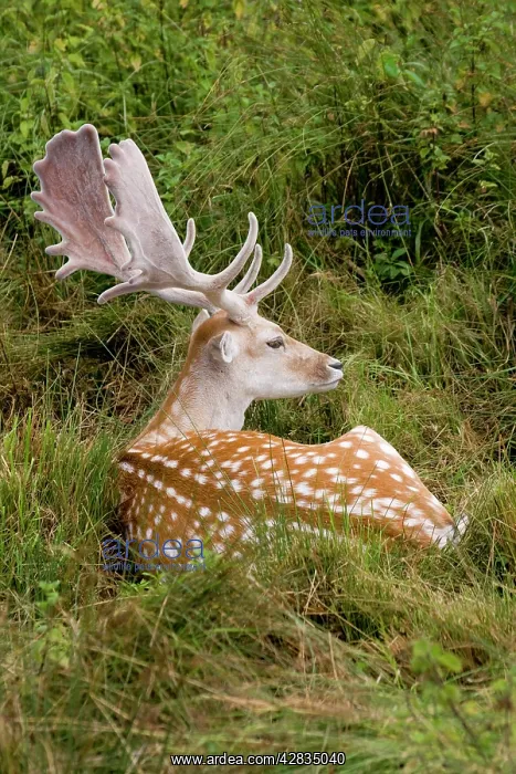 : Fallow Deer - male in velvet - resting in undergrowth : Fallow Deer - male in velvet - resting in undergrowth