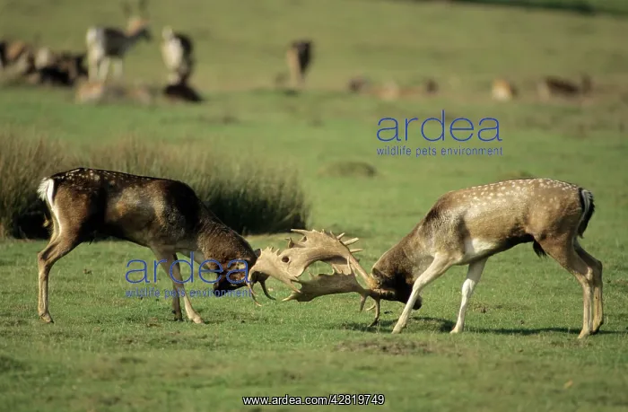 : Fallow Deer - males fighting in rut : Fallow Deer - males fighting in rut