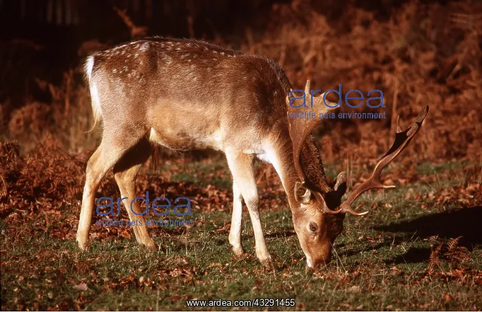 : FALLOW DEER - Mature buck / male with palmate antlers : FALLOW DEER - Mature buck / male with palmate antlers