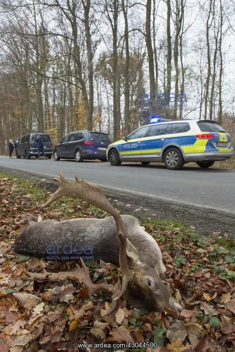  : Fallow Deer - roadkilled stag - Germany