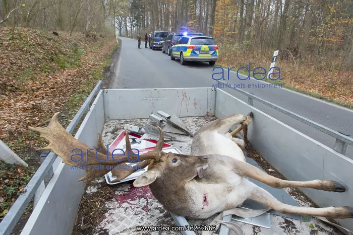  : Fallow Deer - roadkilled stag - Germany