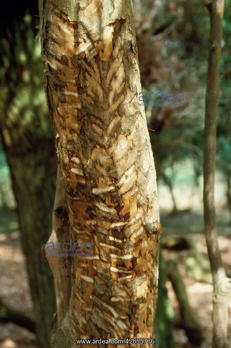 : Fallow Deer - rubbing antlers against Holly Tree : Fallow Deer - rubbing antlers against Holly Tree