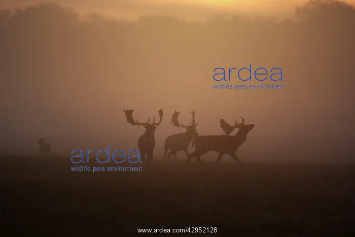 : Fallow Deer - rutting deer bucks at sunrise : Fallow Deer - rutting deer bucks at sunrise