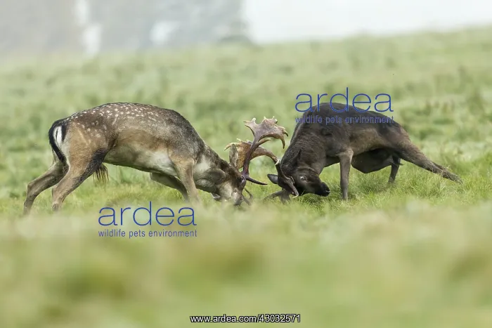  : Fallow Deer - Rutting - Richmond Park - UK
