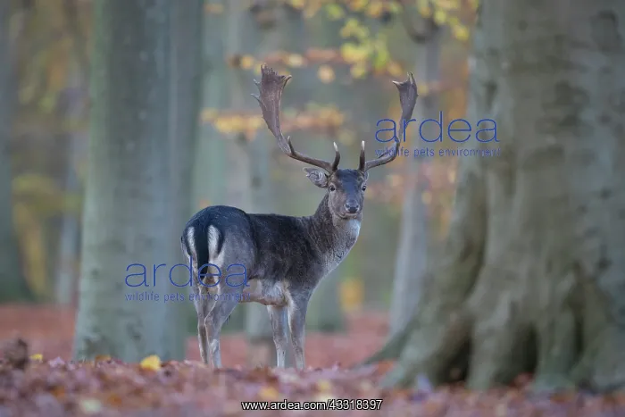 : Fallow Deer - stag in autumn forest - Germany : Fallow Deer - stag in autumn forest - Germany