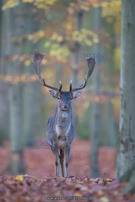 : Fallow Deer - stag in autumn forest - Germany : Fallow Deer - stag in autumn forest - Germany