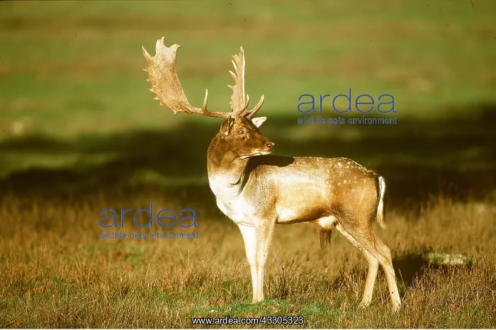 : FALLOW DEER - stag / buck / male in rut : FALLOW DEER - stag / buck / male in rut