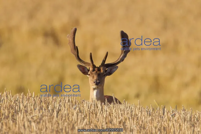 : Fallow Deer, - stag in a corn field - Sweden : Fallow Deer, - stag in a corn field - Sweden