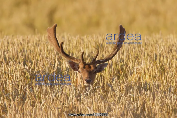 : Fallow Deer, - stag in a corn field - Sweden : Fallow Deer, - stag in a corn field - Sweden