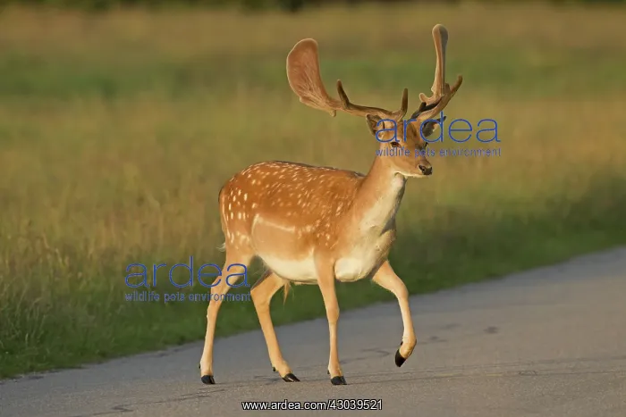  : Fallow Deer stag crossing road