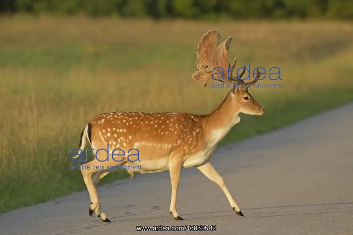  : Fallow Deer stag crossing road