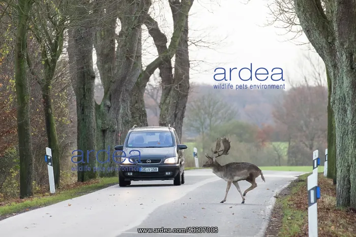 : Fallow Deer - stag crossing a road - Grmany : Fallow Deer - stag crossing a road - Grmany