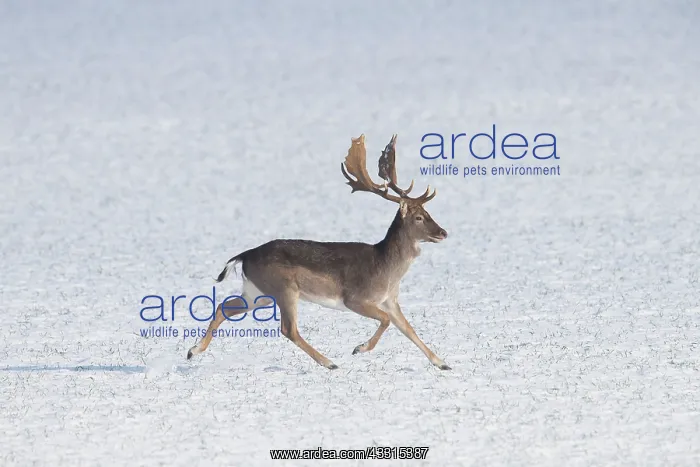 : Fallow Deer - stag flees over snow-covered field : Fallow Deer - stag flees over snow-covered field