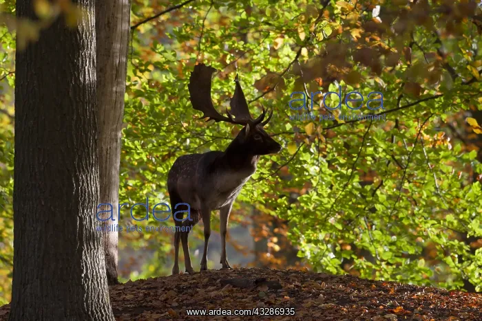 : Fallow deer - stag in forest - Denmark : Fallow deer - stag in forest - Denmark