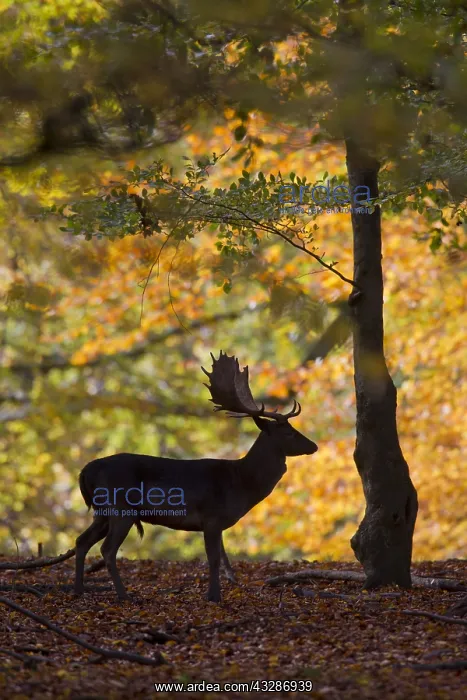 : Fallow deer - stag in forest - Denmark : Fallow deer - stag in forest - Denmark