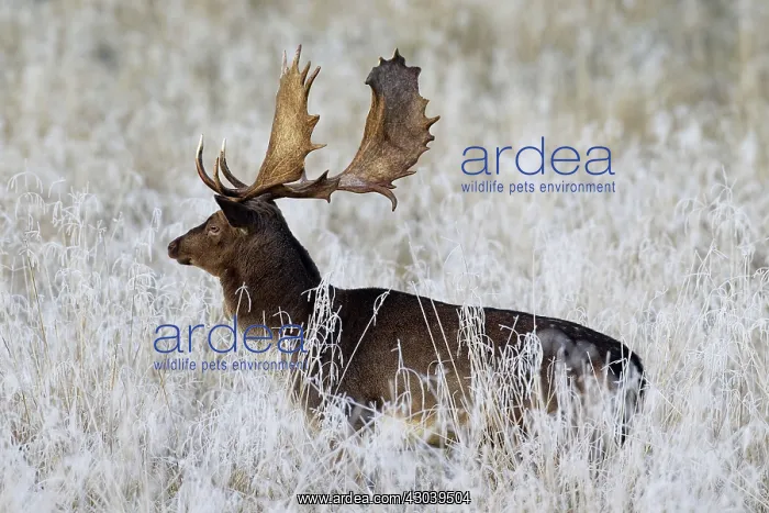  : Fallow Deer stag in frozen landscape