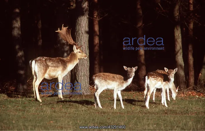 : FALLOW DEER - Stag / male three with young : FALLOW DEER - Stag / male three with young
