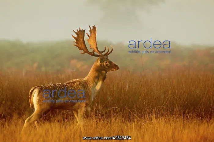 : Fallow Deer - stag in mist at sunrise : Fallow Deer - stag in mist at sunrise