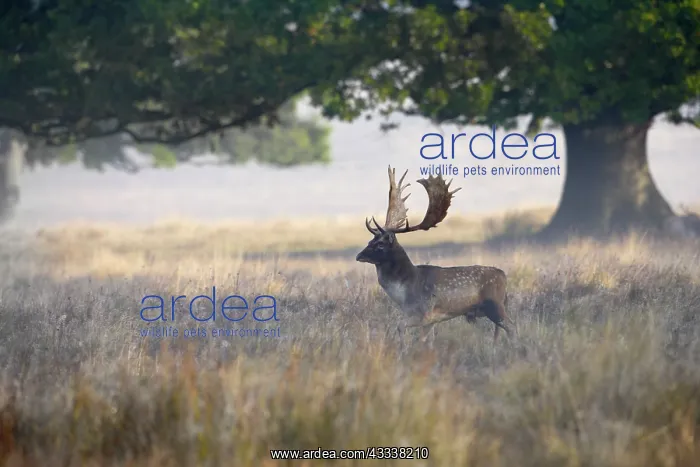 : Fallow Deer - stag in mist at sunrise : Fallow Deer - stag in mist at sunrise
