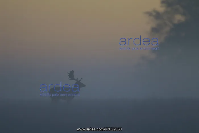  : Fallow Deer stag in morning mist
