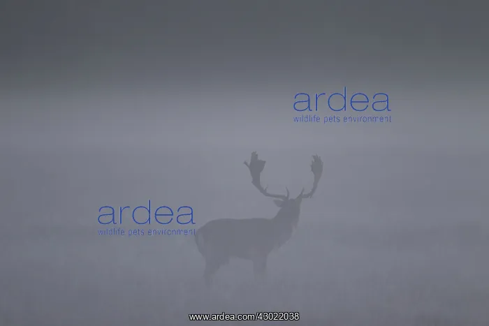  : Fallow Deer stag in morning mist