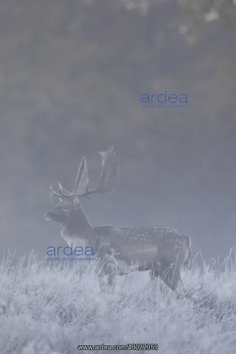  : Fallow Deer stag in morning mist