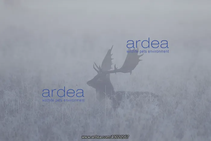  : Fallow Deer stag in morning mist