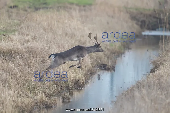 : Fallow Deer stag motion : Fallow Deer stag motion