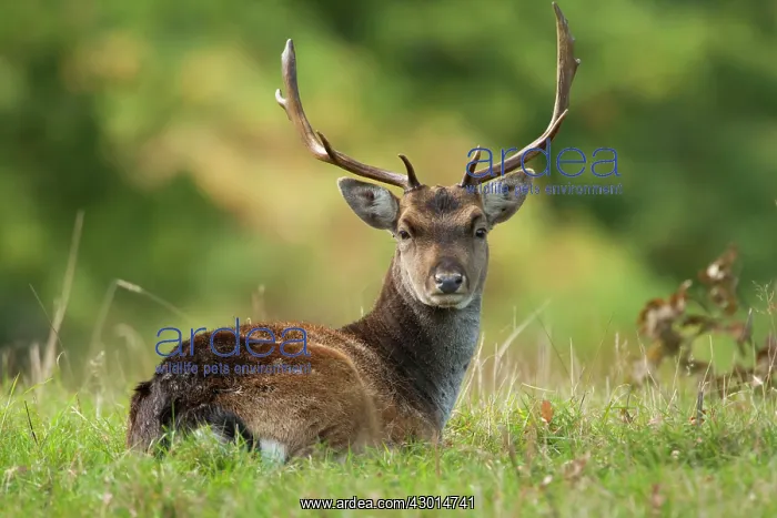  : Fallow Deer stag portrait Autumn