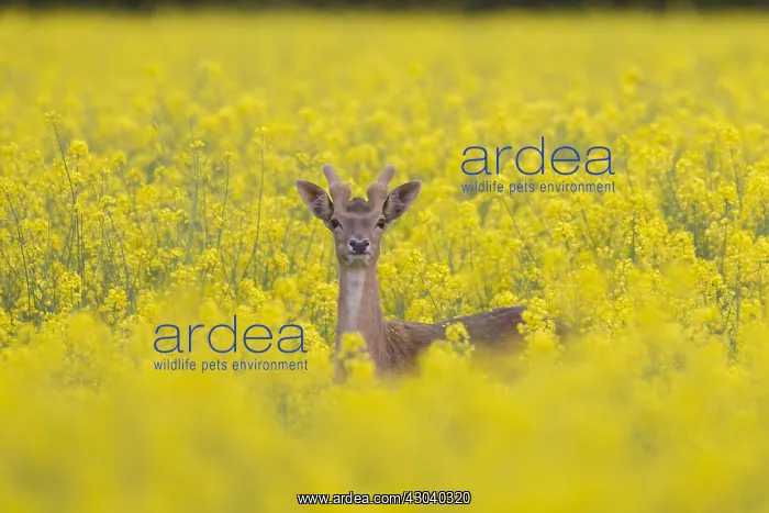  : Fallow Deer - stag in rape field - Germany