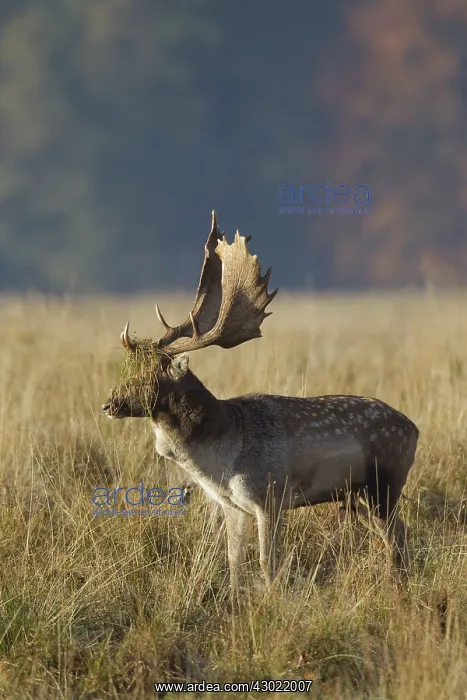  : Fallow Deer stag in rut in autumn