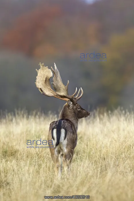  : Fallow Deer stag in rut in autumn