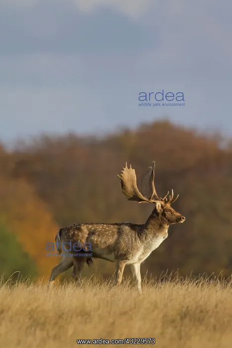 : Fallow Deer stag in rut in autumn : Fallow Deer stag in rut in autumn