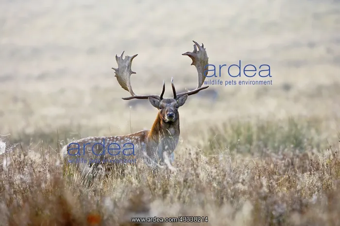 : Fallow Deer - stag at sunrise : Fallow Deer - stag at sunrise