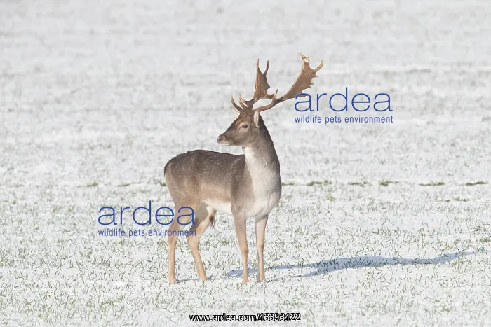 : Fallow Deer stag winter : Fallow Deer stag winter