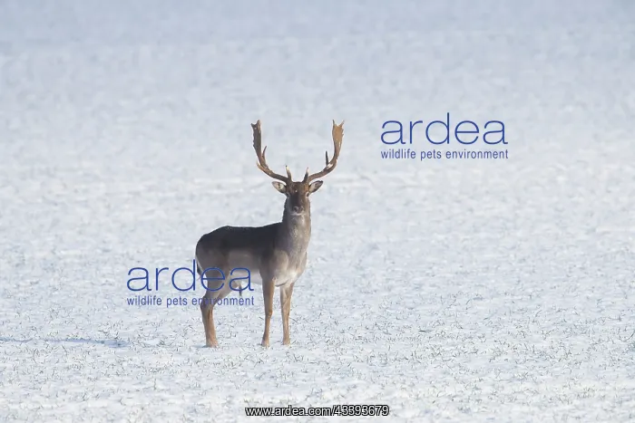 : Fallow Deer stag winter : Fallow Deer stag winter
