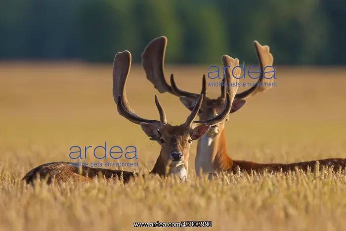 : Fallow Deer - stags in grain field - Germany : Fallow Deer - stags in grain field - Germany