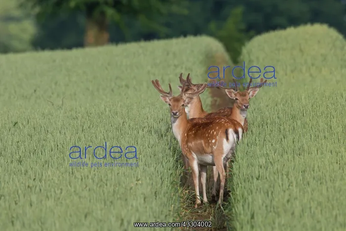 : Fallow Deer - stags in grain field - Germany : Fallow Deer - stags in grain field - Germany
